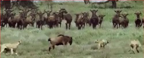 CLIP: Linh dương đầu bò 'đơn thương độc mã' ác chiến với đàn báo săn