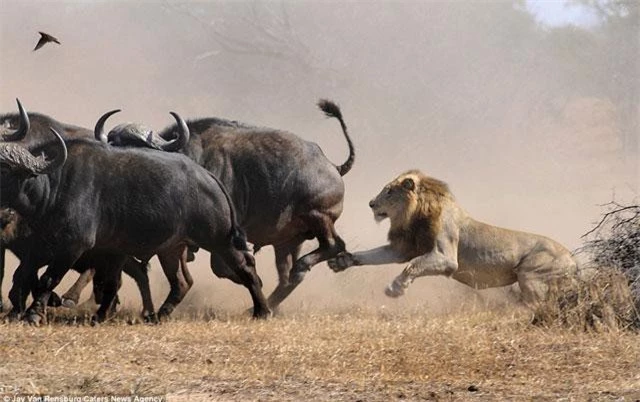 Sau đó, một trong hai con sư tử đực liền lao tới tấn công nhằm làm bầy trâu hoảng loạn.