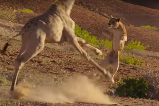 Clip: Sư tử tung mình lên không, đoạt mạng hươu cao cổ trong chớp mắt