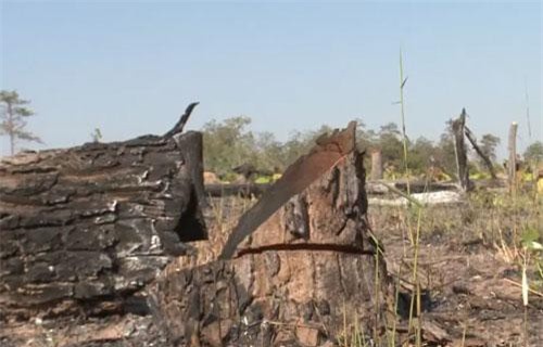 Gia Lai: Phá rừng hơn 7ha làm nương rẫy, một đối tượng bị bắt giữ