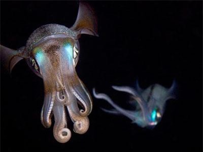 Bất ngờ với thế giới sống kỳ ảo trong lòng biển đêm Hawaii