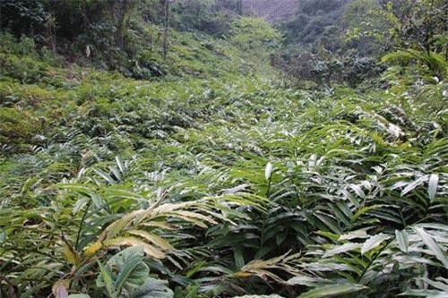 Sơn La: Trai Mông đổi đời nhờ loài cây quý ra quả lổn nhổn dưới gốc