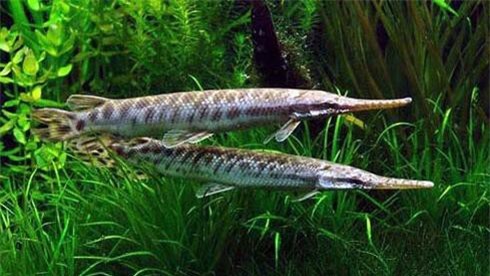 Vũng Tàu: Năm người nhập viện vì ăn cá sấu hỏa tiễn