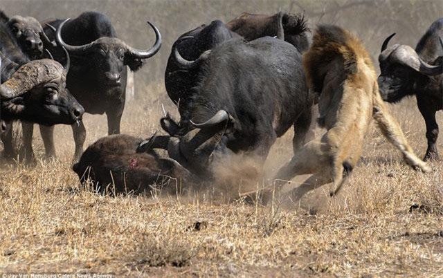 Sư tử suýt phải bỏ mạng vì liều lĩnh săn trâu rừng con