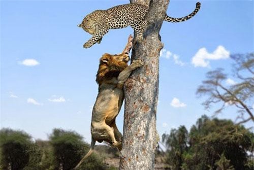 CLIP: Truy sát tới cùng, sư tử vẫn bất lực trước báo hoa mai