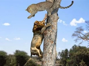 CLIP: Truy sát tới cùng, sư tử vẫn bất lực trước báo hoa mai