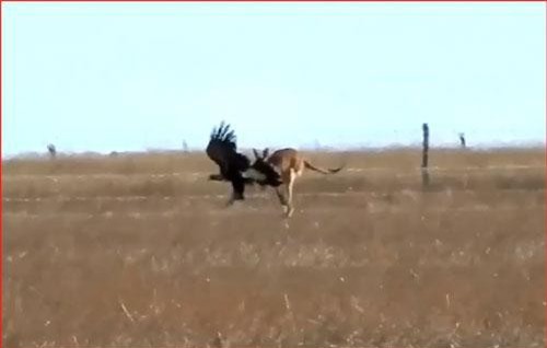 CLIP: Kangaroo chủ động tấn công kẻ khiến đại bàng bỏ chạy