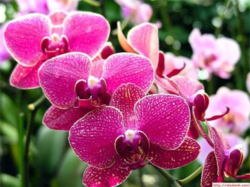 Nấu chuối bón cho phong lan, 1 tuần sau ngỡ ngàng hoa tuôn như suối