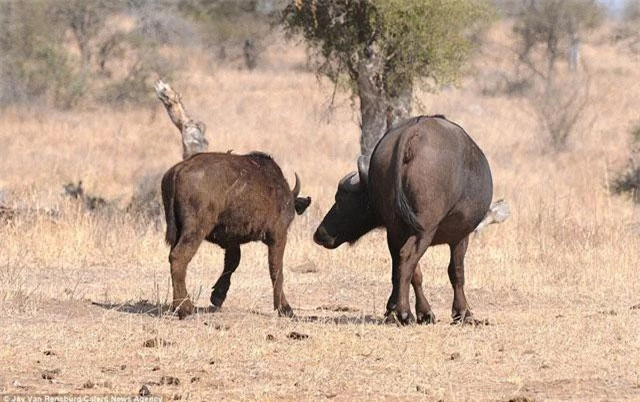 Cuối cùng, trâu con cùng mẹ bỏ đi. Được biết, toàn bộ cảnh tượng này được các du khách tình cờ ghi lại được tại Vườn quốc gia Kruger ở Nam Phi.