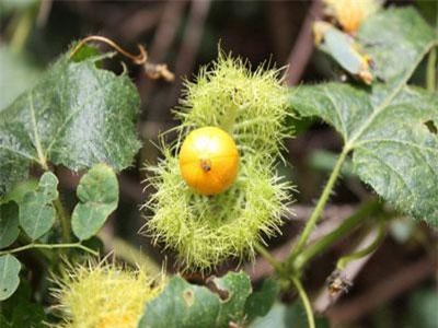 Trị mất ngủ kinh niên với cây lạc tiên