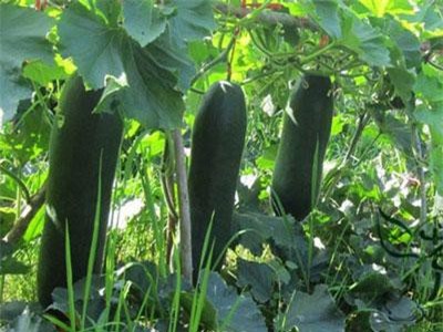 Chữa sốt cao buồn bực, phù, bí tiểu tiện với bí xanh