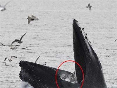 Cá voi lưng gù phi thân thẳng đứng nuốt trọn bầy hải âu