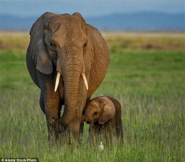 Nghiên cứu gần đây cho thấy loài voi đang tiến hóa tới dạng không mọc ngà sau nhiều năm bị săn lấy ngà. (Ảnh: Alamy)