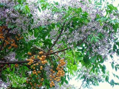 Sự nguy hiểm và những công dụng khó ngờ của cây xoan