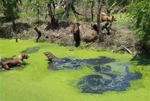 Clip: Màn ‘thủy chiến’ khốc liệt giữa bầy chó và kỳ đà khổng lồ