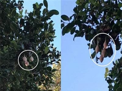 Thấy bọc màu da kỳ lạ này trên cây, cẩn thận thứ kinh dị...