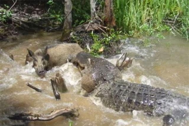Clip: Lợn rừng bị cá sấu đoạt mạng vì quá ham ăn