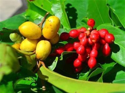 Khám phá thú vị cây chùm chày gắn bó trẻ thơ Việt Nam