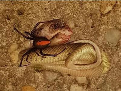 Cận cảnh trận chiến hiếm gặp giữa nhện lưng đỏ cực độc và rắn nâu