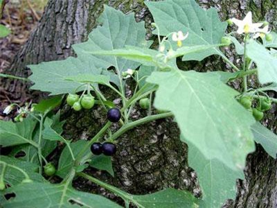 3 loại rau chứa chất độc nhiều người Việt thường nhầm lẫn khi ăn