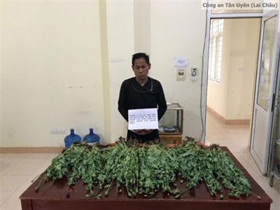 Lai Châu: Bắt quả tang 2 chị em ruột đang 'thu hoạch' hơn 2.300 cây thuốc phiện