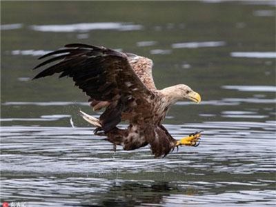 Thán phục khoảnh khắc săn mồi chớp nhoáng của chim ưng