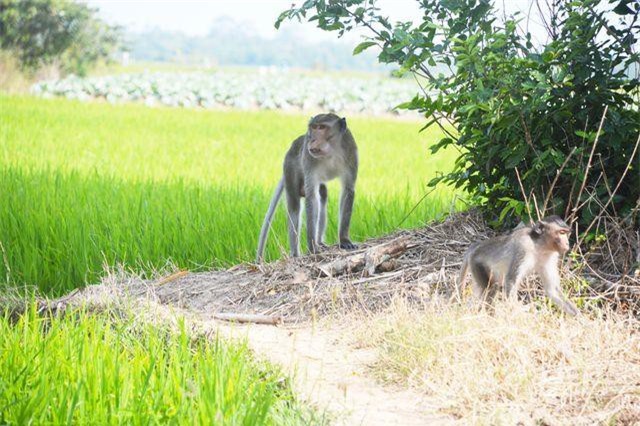 Sóc Trăng: Bắn hạ khỉ đầu đàn trong bầy khỉ hoang đại náo làng quê