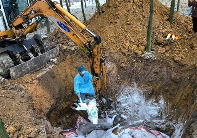 Dịch tả lợn châu Phi đã xuất hiện ở 9 tỉnh của Việt Nam