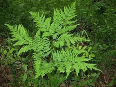 Điều bất ngờ về cây dương xỉ mọc đầy bờ tường