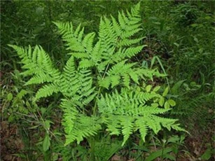 Điều bất ngờ về cây dương xỉ mọc đầy bờ tường