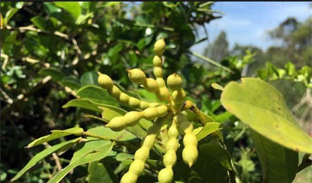 Khám phá thú vị cây chùm chày gắn bó trẻ thơ VN - Hình 5 Kham pha thu vi cay chum chay gan bo tre tho VN-Hinh-5