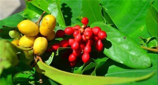 Khám phá thú vị cây chùm chày gắn bó trẻ thơ VN - Hình 6 Kham pha thu vi cay chum chay gan bo tre tho VN-Hinh-6