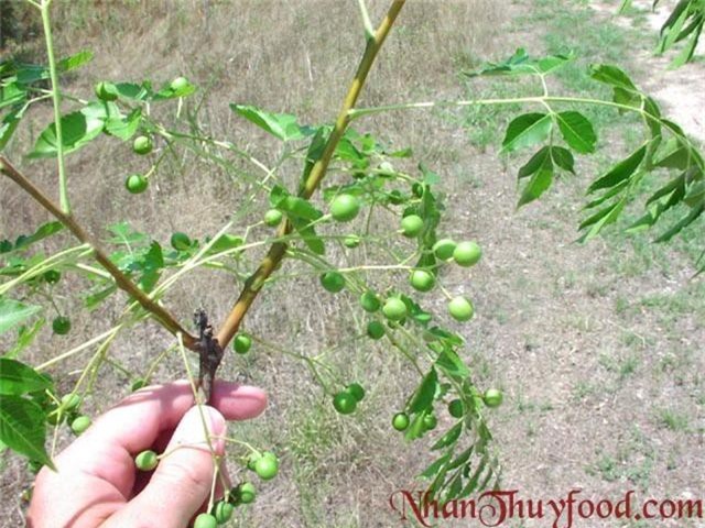 Khám phá thú vị về cây xoan - Hình 7 Kham pha thu vi ve cay xoan-Hinh-7