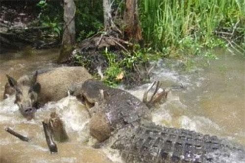 CLIP HOT (7/3): Lợn rừng bị cá sấu đoạt mạng vì quá ham ăn, ô tô gây tai nạn liên hoàn do bất ngờ bị lật nghiêng