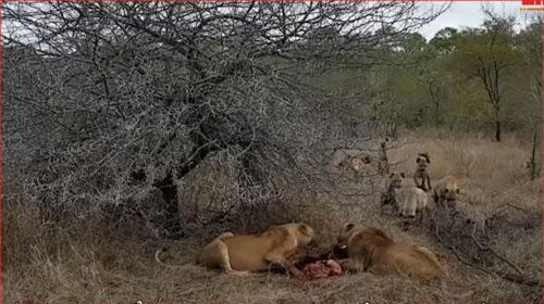 CLIP: Đàn linh cẩu "hớt tay trên" của hai con sư tử