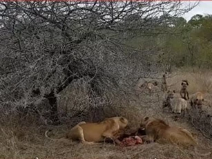 CLIP: Đàn linh cẩu "hớt tay trên" của hai con sư tử