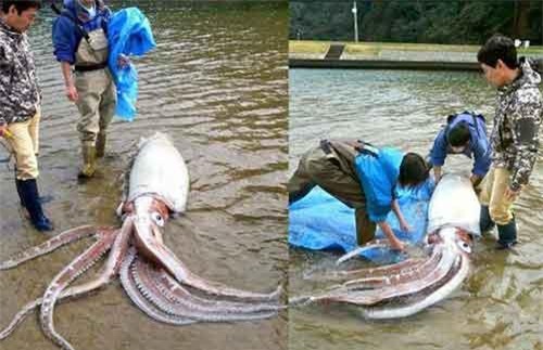 Bắt được mực đại vương, dài hơn 3m