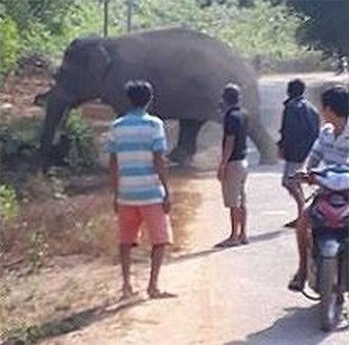 Đồng Nai: Voi rừng kéo về phá hoa màu của dân