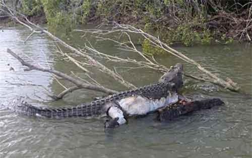 Cá sấu 100 tuổi qua đời, cả thị trấn muốn 'để tang'