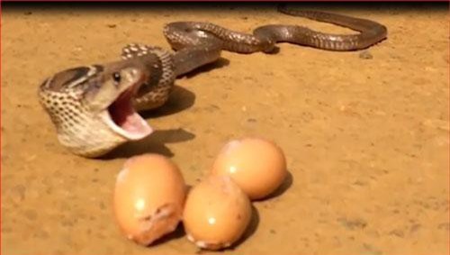 CLIP: Rắn hổ mang nôn 7 quả trứng vừa "ăn trộm"