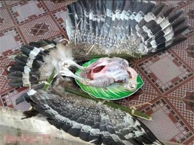 Hà Nội: Làm rõ hình ảnh chim trong sách đỏ bị 2 anh em 'Tam Mao' làm thịt