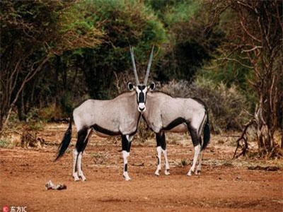 Loạt ảnh đánh lừa 'độc' của động vật khiến bạn hoa mắt