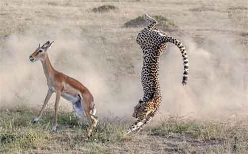 Linh dương 'mở đường máu' thoát khỏi nanh vuốt báo đốm