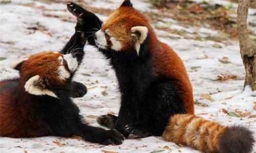 Top động vật xinh đẹp nhất thế giới, người say như điếu đổ