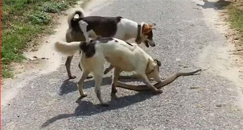 CLIP: Rắn chuột nhận 'cái kết đắng' khi gặp chó săn