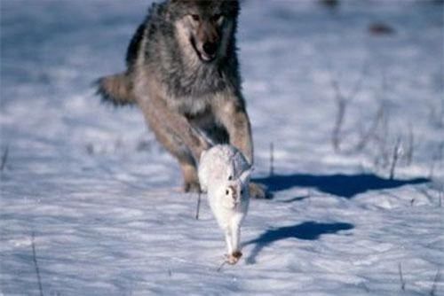 Bài toán ‘sói có bắt được thỏ hay không?’ khiến người giải đau đầu