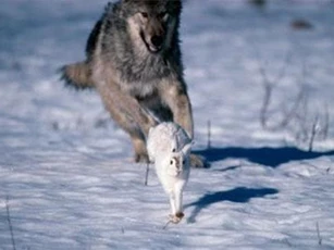 Bài toán ‘sói có bắt được thỏ hay không?’ khiến người giải đau đầu