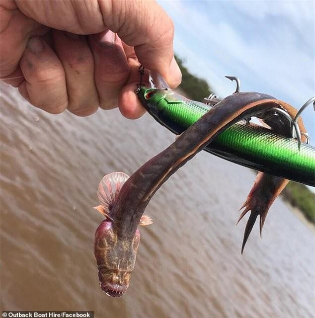 Bắt được thủy quái có hình dạng kỳ lạ như sinh vật ngoài hành tinh