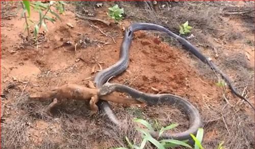 CLIP: Rắn hổ mang chúa xé xác kỳ đà