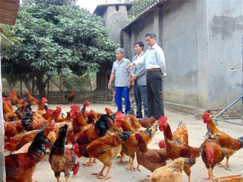 Thái Nguyên: Nuôi gà “3 chung”, nông dân hết lo "đánh bạc", thu trăm triệu
